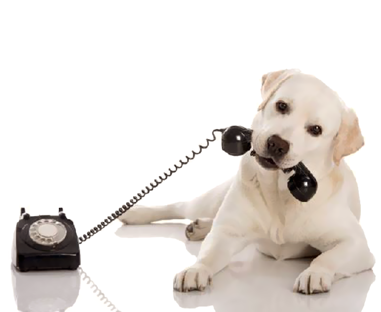 Imagem cachorro WhatsApp